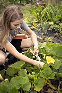 Harvesting with Niwaki Secateurs