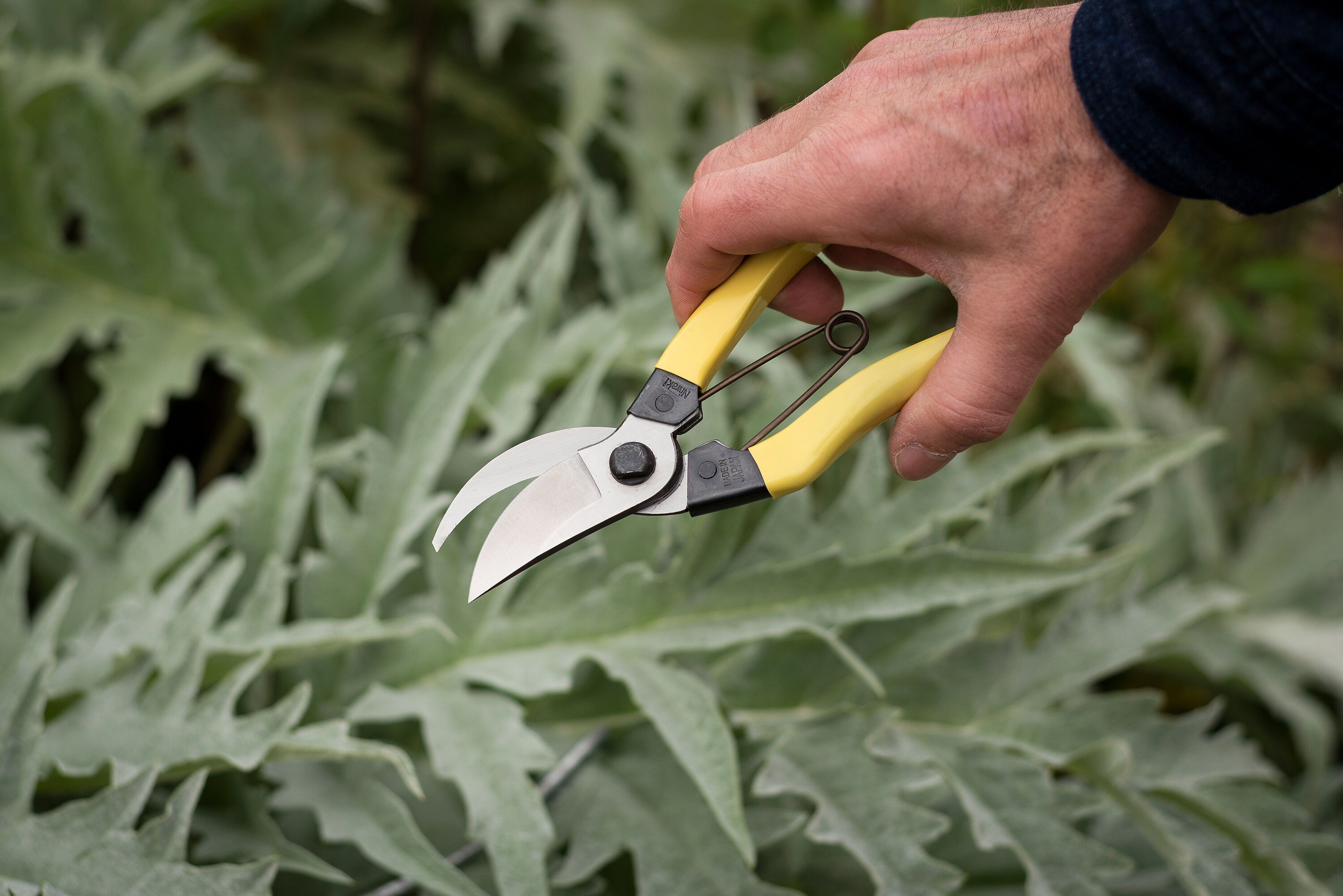 Niwaki Mainichi Secateurs