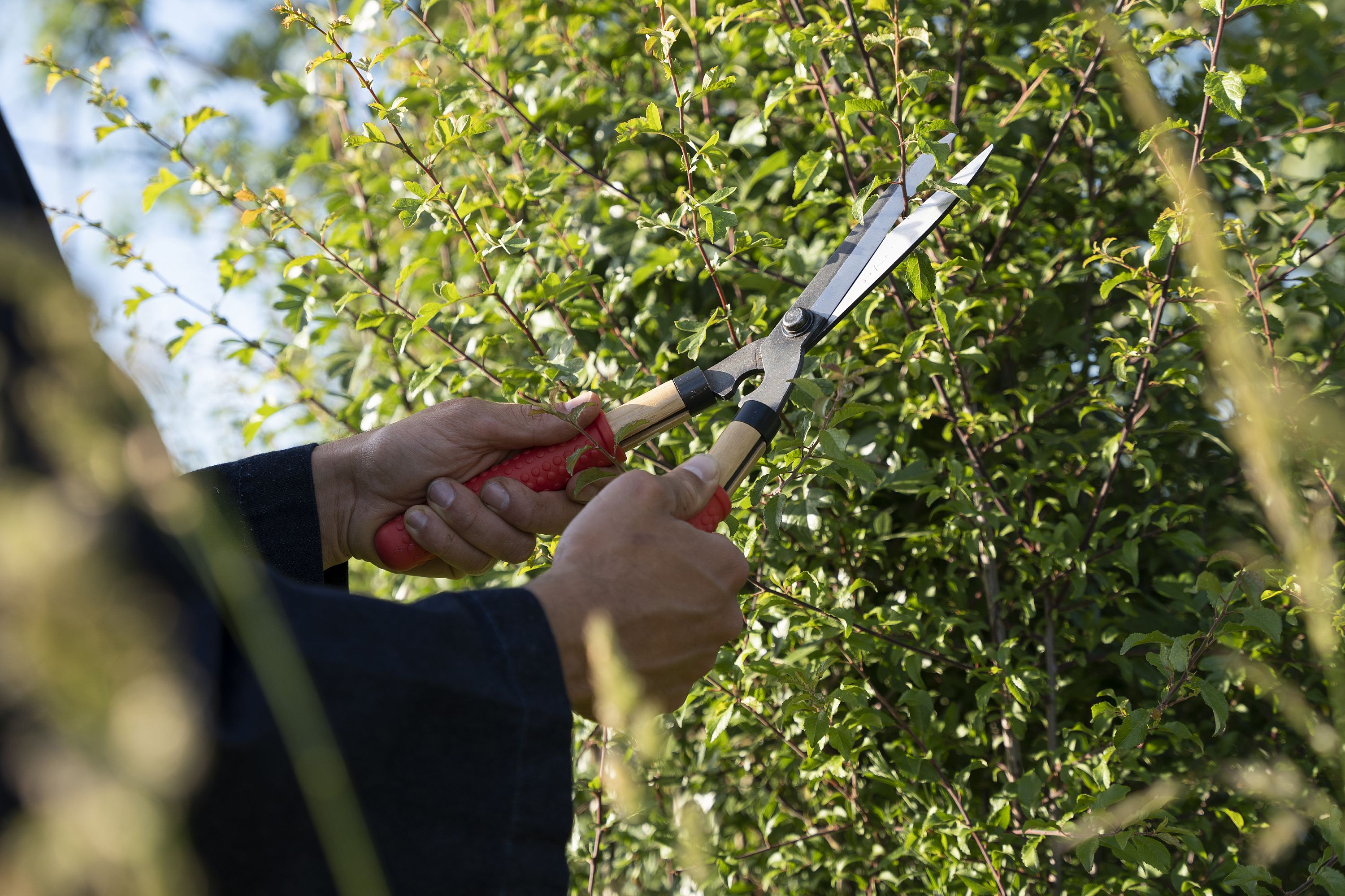 Niwaki Mini Shears